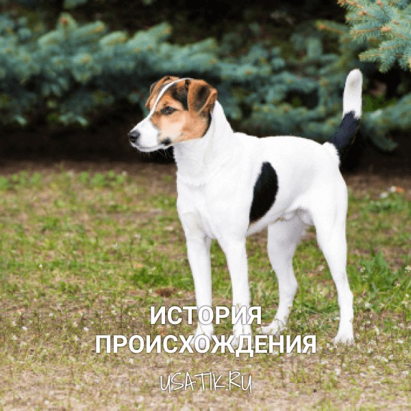 История происхождения гладкошёрстных фокстерьеров