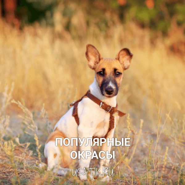 Популярные окрасы гладкошёрстных фокстерьеров