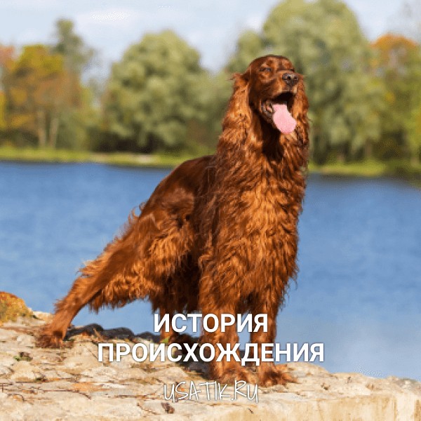 История происхождения ирландских сеттеров
