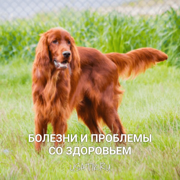 Болезни и проблемы со здоровьем