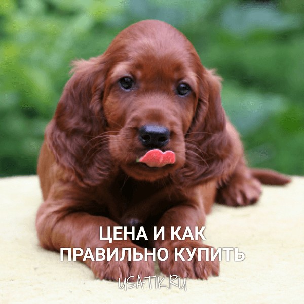 Ирландский сеттер - цена и как правильно купить