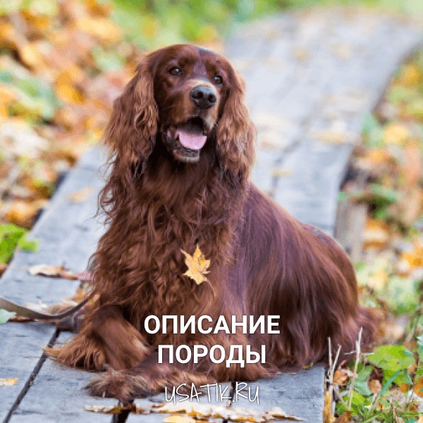 Ирландский сеттер - описание породы
