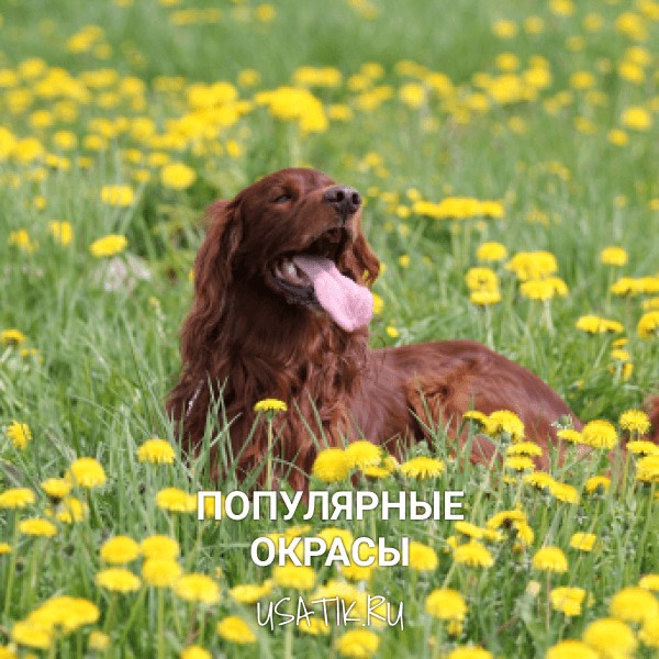 Популярные окрасы ирландских сеттеров