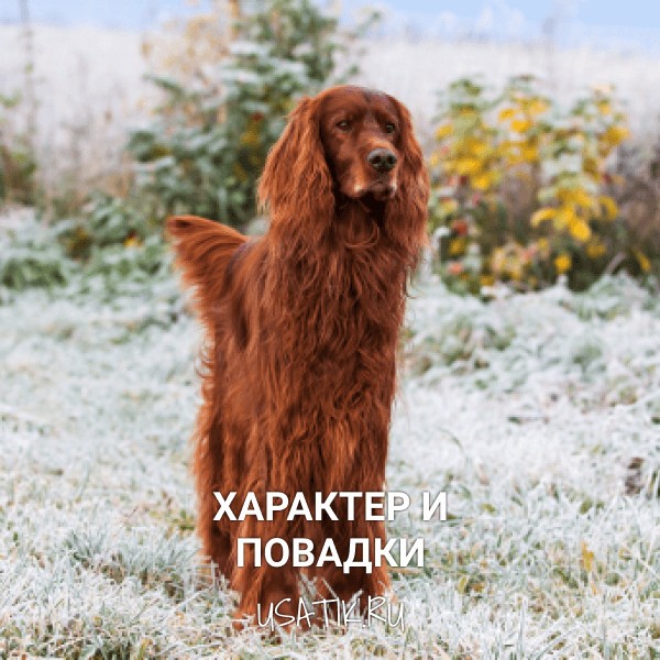 Характер и повадки ирландских сеттеров