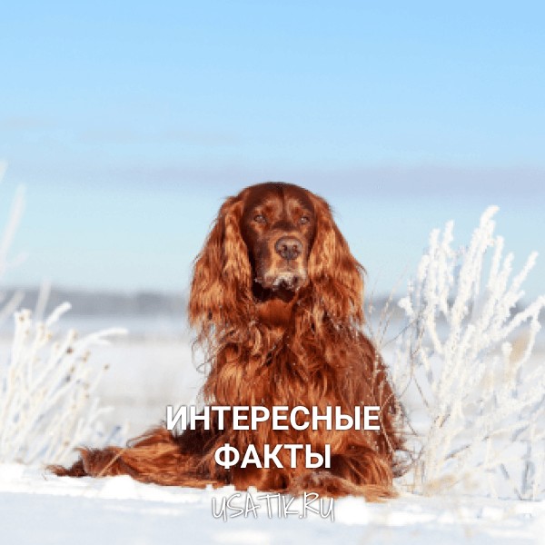 Интересные факты об ирландских сеттерах