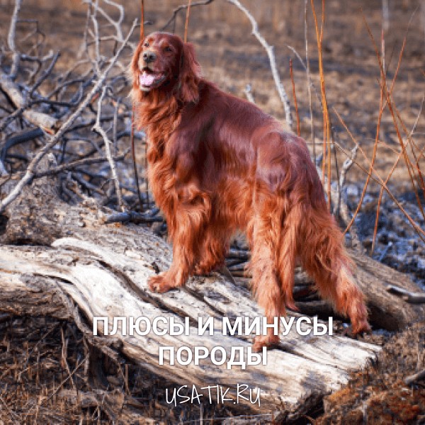 Плюсы и минусы ирландских сеттеров