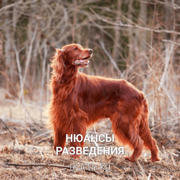 Разведение ирландских сеттеров