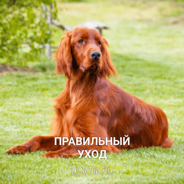 Уход за ирландскими сеттерами