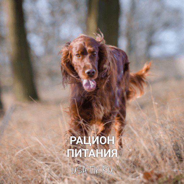 Рацион питания ирландских сеттеров