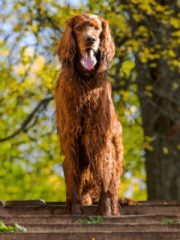 Ирландский сеттер