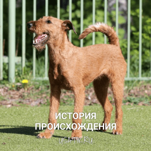 История происхождения ирландских терьеров