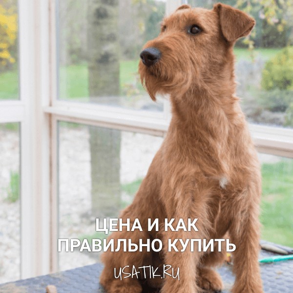 Ирландский терьер - цена и как правильно купить