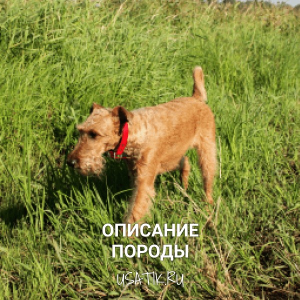 Ирландский терьер - описание породы