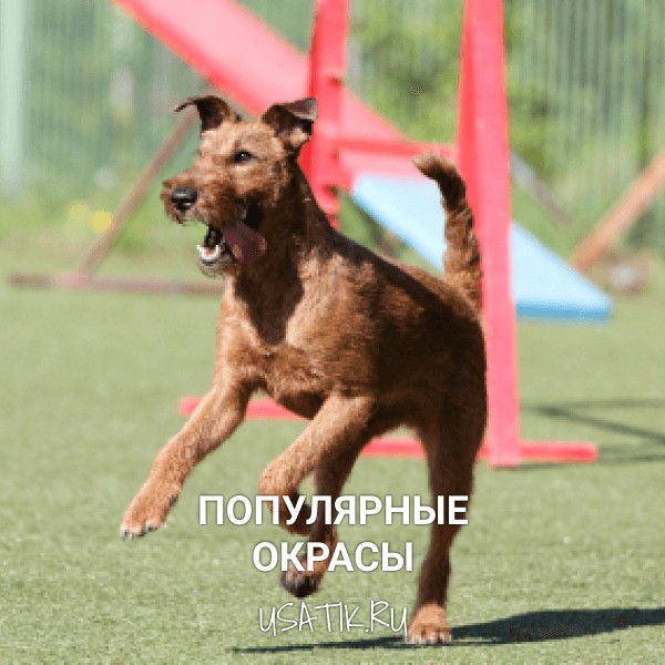 Популярные окрасы ирландский терьеров