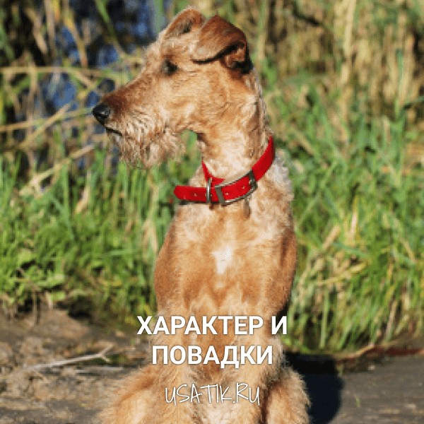 Характер и повадки ирландский терьеров