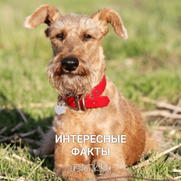 Интересные факты об ирландских терьерах