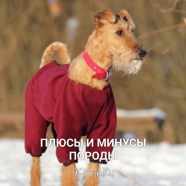 Плюсы и минусы ирландских терьеров