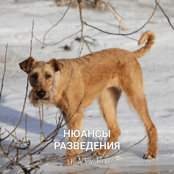 Разведение ирландских терьеров