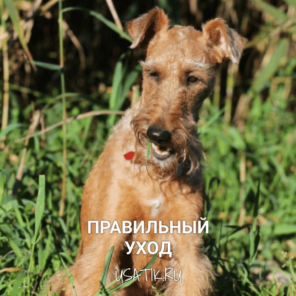 Уход за ирландскими терьерами