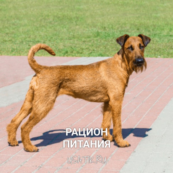 Рацион питания ирландских терьеров