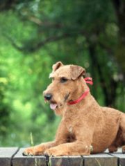 Ирландский терьер