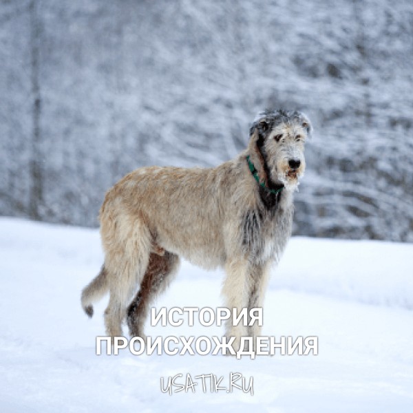 История происхождения ирландских волкодавов