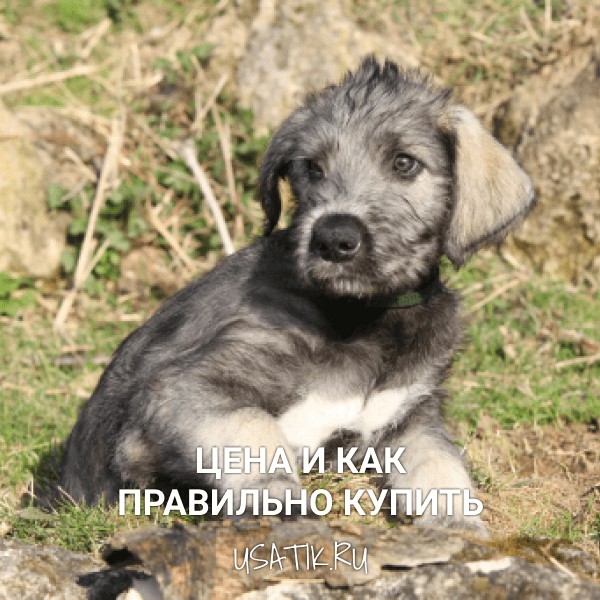 Ирландский волкодав - цена и как правильно купить