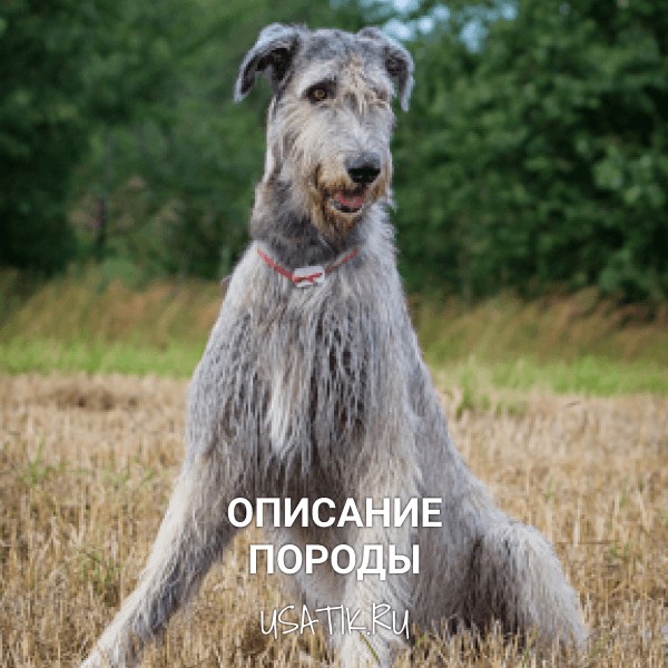 Ирландский волкодав - описание породы