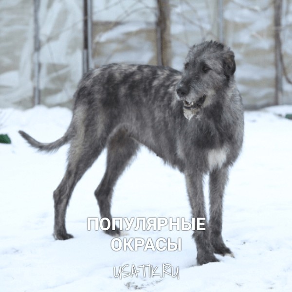 Популярные окрасы ирландских волкодавов