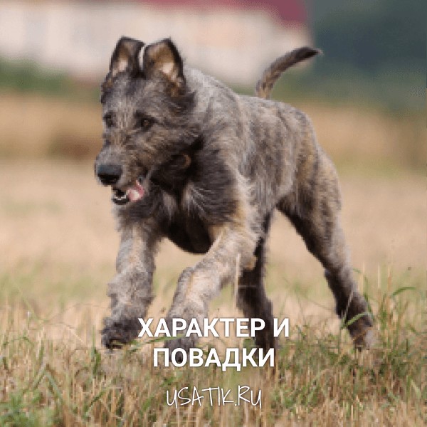 Характер и повадки ирландских волкодавов