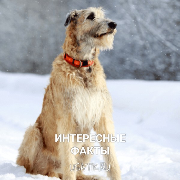 Интересные факты об ирландских волкодавах