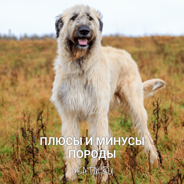 Плюсы и минусы ирландских волкодавов