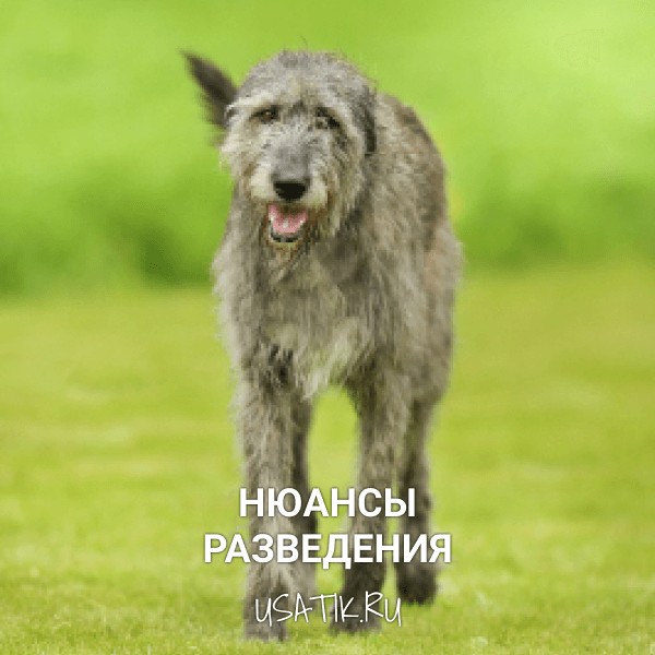 Разведение ирландских волкодавов