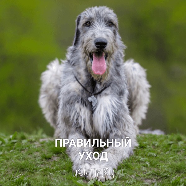 Уход за ирландскими волкодавами