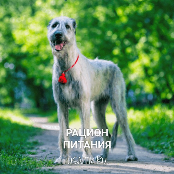 Рацион питания ирландских волкодавов