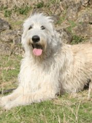 Ирландский волкодав