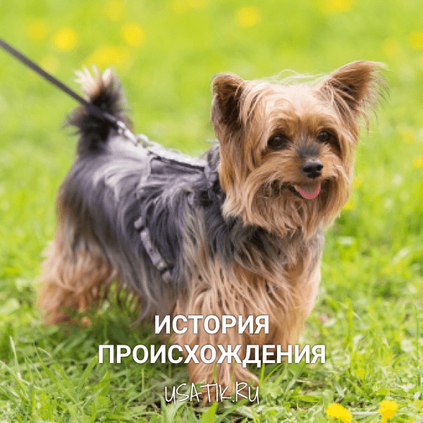 История происхождения йоркширских терьеров