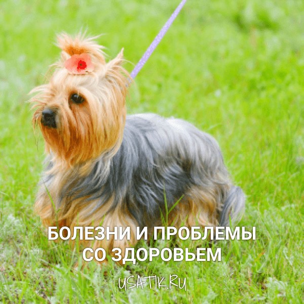 Болезни и проблемы со здоровьем