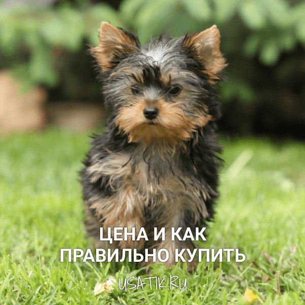 Йоркширский терьер - цена и как правильно купить
