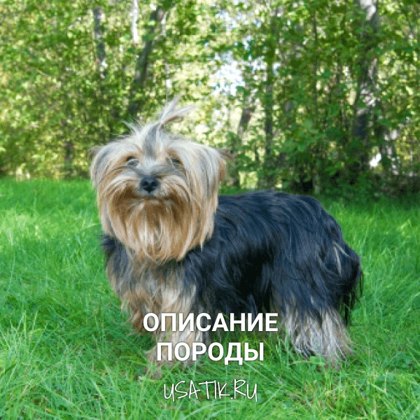 Йоркширский терьер - описание породы