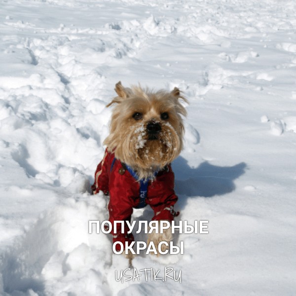 Популярные окрасы йоркширских терьеров