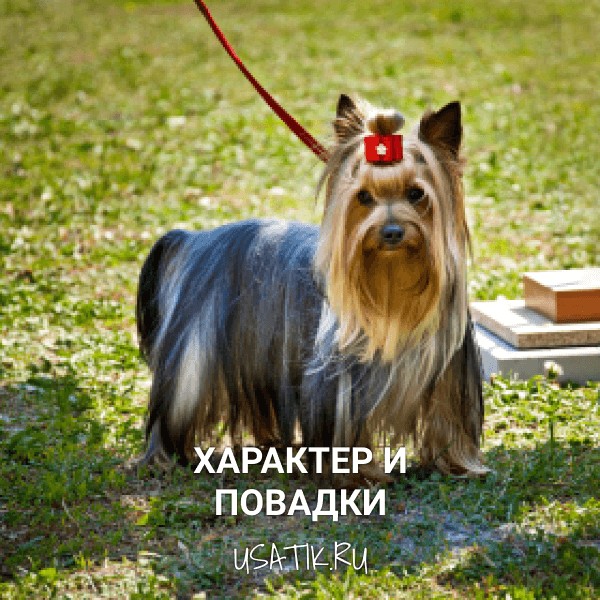 Характер и повадки йоркширских терьеров