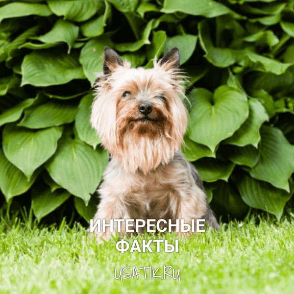Интересные факты о йоркширских терьерах