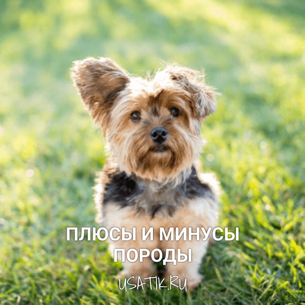 Плюсы и минусы йоркширских терьеров