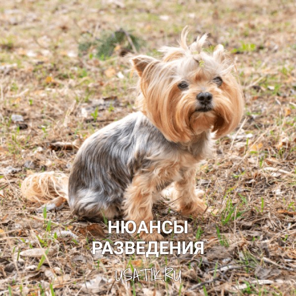 Разведение йоркширских терьеров