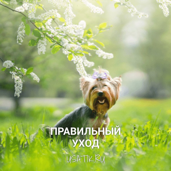 Уход за йоркширскими терьерами