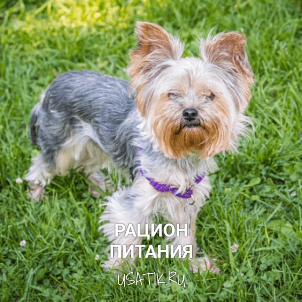 Рацион питания йоркширских терьеров