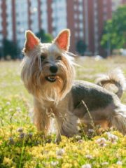 Йоркширский терьер