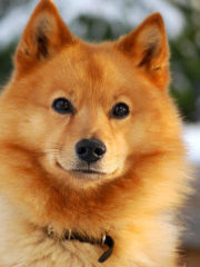 Карело-финская лайка