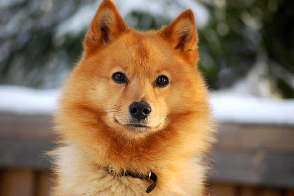 Карело-финская лайка